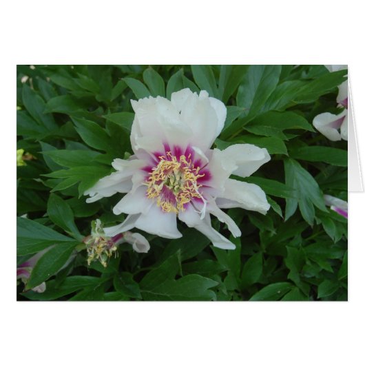 Red and White (Front Horizontal)