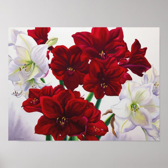 Red and White Amaryllis 2008 Poster (Front)