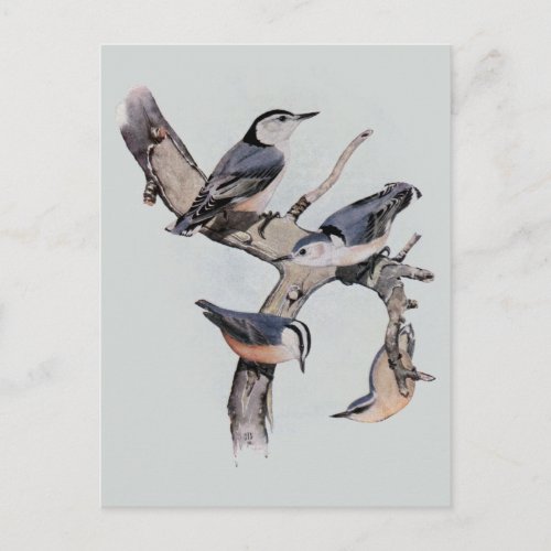 Red and White Breasted Nuthatches Postcard