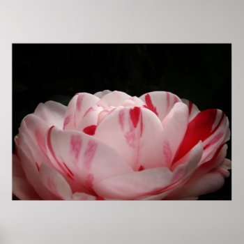 Red And White Camellia Blossom Poster by debinSC at Zazzle