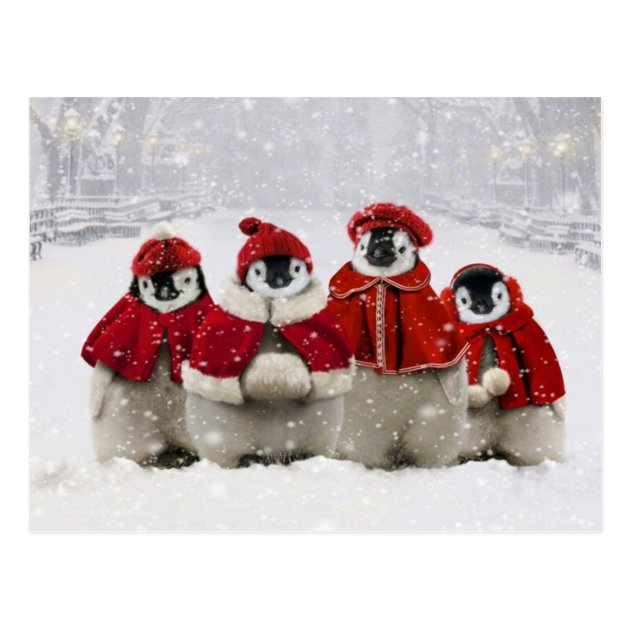 Red And White Christmas Penguins Design Postcard