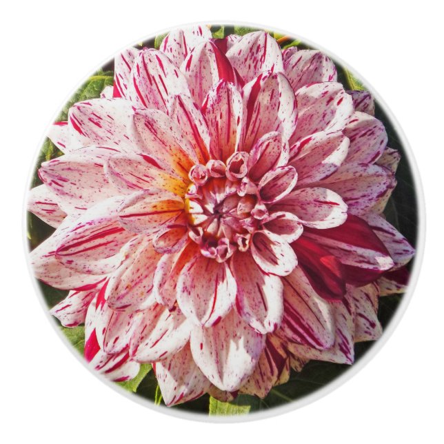 RED AND WHITE DAHLIA CERAMIC KNOB (Front)