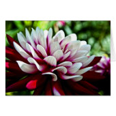 Red and White Dahlia flower (Front Horizontal)