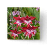 Red and White Gladiolas Summer Botanical Button