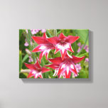 Red and White Gladiolas Summer Botanical Canvas Print