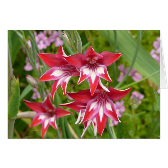 Red and White Gladiolas Summer Botanical Cards (Front Horizontal)