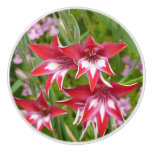 Red and White Gladiolas Summer Botanical Ceramic Knob