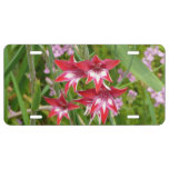 Red and White Gladiolas Summer Botanical License Plate