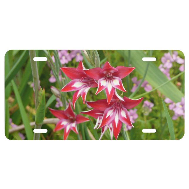 Red and White Gladiolas Summer Botanical License Plate (Front)