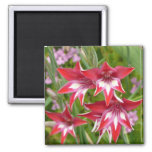 Red and White Gladiolas Summer Botanical Magnet