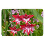 Red and White Gladiolas Summer Botanical Magnet