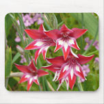 Red and White Gladiolas Summer Botanical Mouse Pad