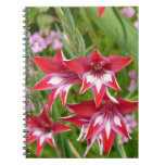 Red and White Gladiolas Summer Botanical Notebook