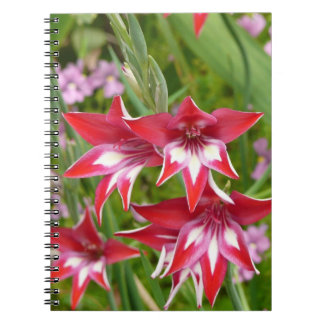Red and White Gladiolas Summer Botanical Notebook