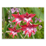 Red and White Gladiolas Summer Botanical Photo Print