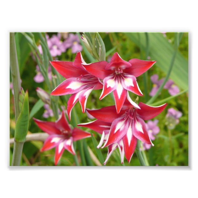 Red and White Gladiolas Summer Botanical Photo Print (Front)