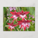 Red and White Gladiolas Summer Botanical Postcard