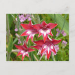 Red and White Gladiolas Summer Botanical Postcard