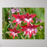 Red and White Gladiolas Summer Botanical Poster