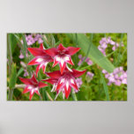 Red and White Gladiolas Summer Botanical Poster