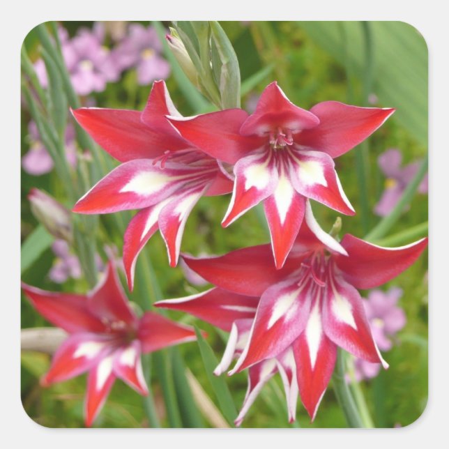 Red and White Gladiolas Summer Botanical Square Sticker (Front)