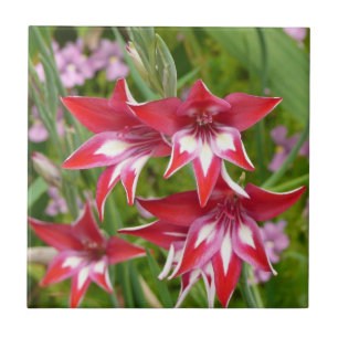 Red and White Gladiolas Summer Botanical Tile