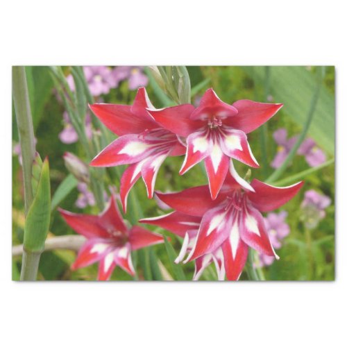 Red and White Gladiolas Summer Botanical Tissue Paper