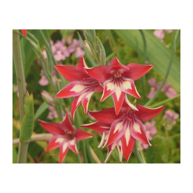 Red and White Gladiolas Summer Botanical Wood Wall Art (Front)
