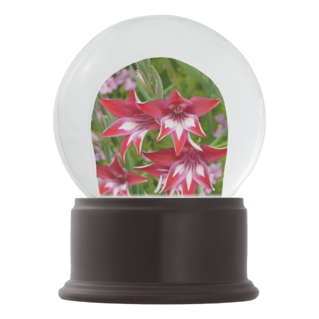 Red and White Gladiolas Summer Garden Snow Globe (Front)