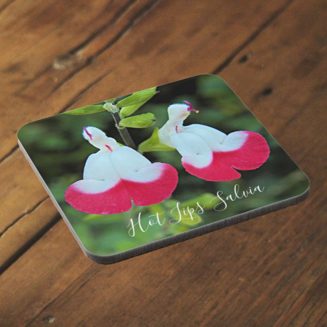 Red and White Hot Lips Salvia Floral Beverage Coaster (In Situ)