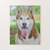 Red and White Husky Dog
