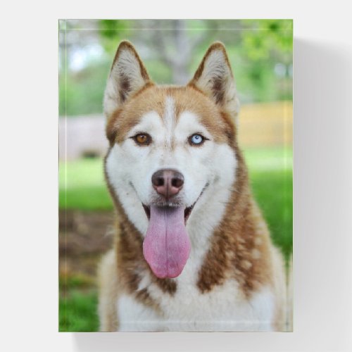 Red and White Husky Dog Paperweight