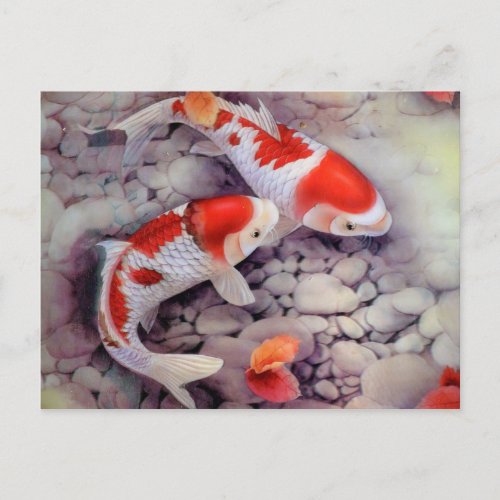 Red and White Koi Fish Pond Postcard
