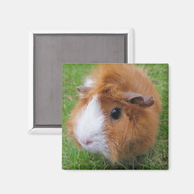 Red and White, Long Hair Guinea Pig in Grass Magnet (Front/Back)