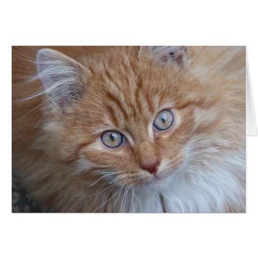 Red and White, Long-Haired, Tabby Cat Face Cards (Front Horizontal)