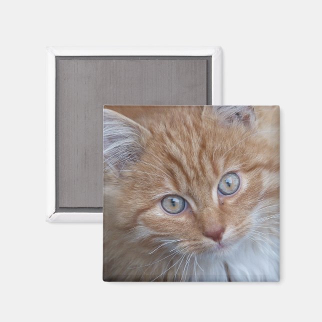 Red and White, Long-haired, Tabby Cat Face Magnet (Front/Back)
