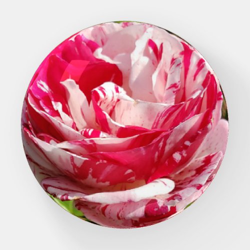 Red and White Marbled Rose paperweight