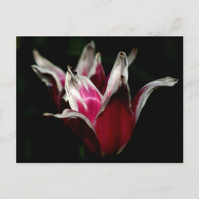 Red and White on Black Postcard (Front)