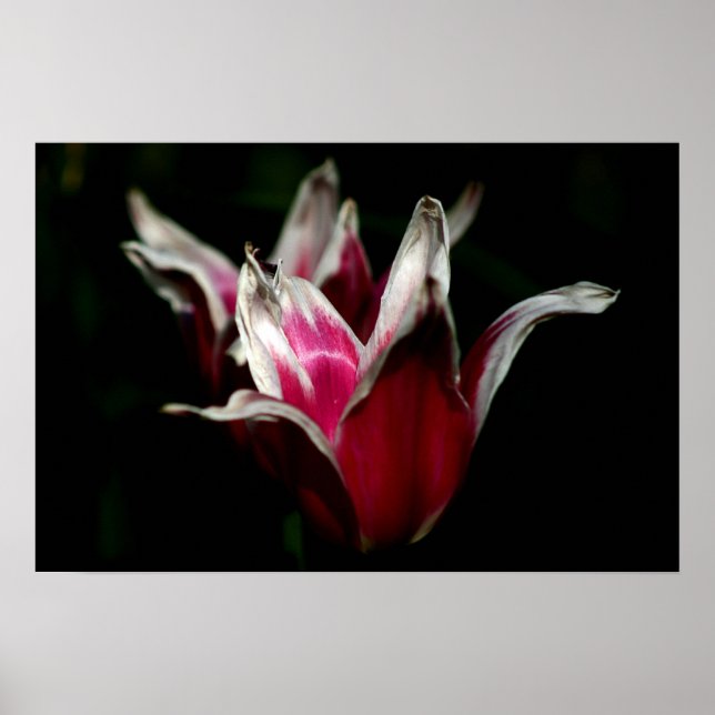 Red and White on Black Poster (Front)