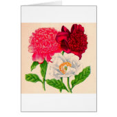 red and white peony (Front)