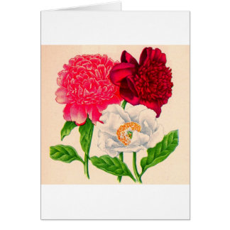 red and white peony