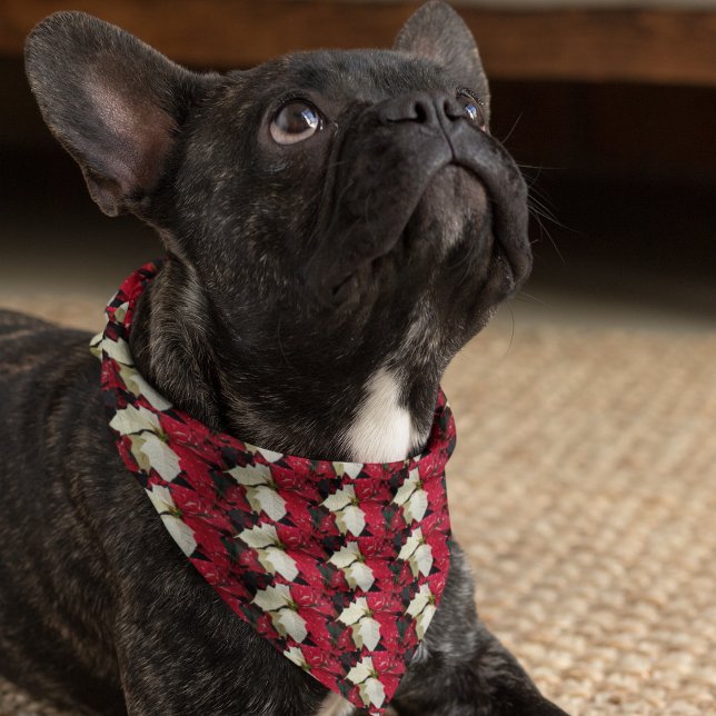 Red and White Poinsettia Pattern Holiday Bandana (In Situ Pet)