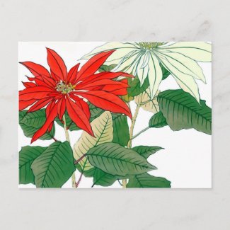 Red and White Poinsettia Postcard