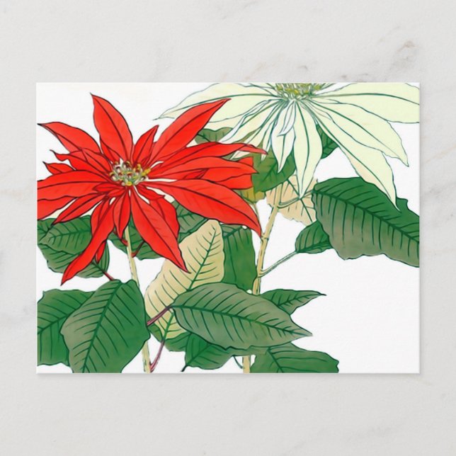 Red and White Poinsettia Postcard (Front)