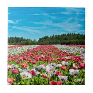 Red and White Poppy Field Ceramic Tile