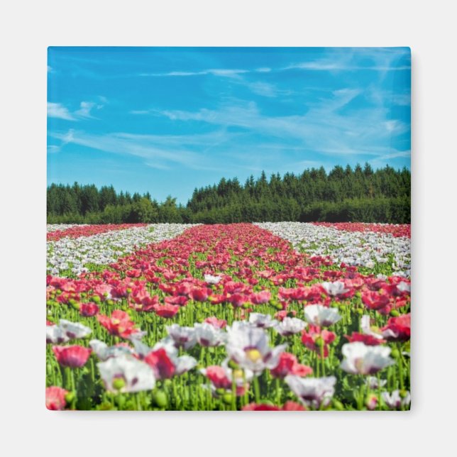 Red and White Poppy Field Magnet (Front)