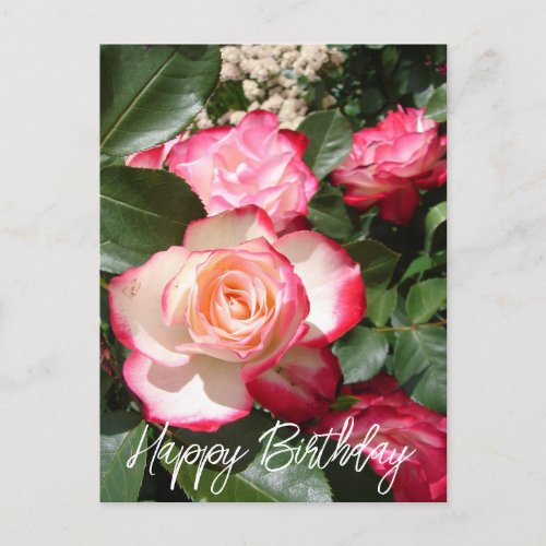 Red and White Rose Flower Floral Roses Card