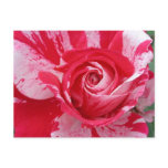 Red and White Rose Postcard