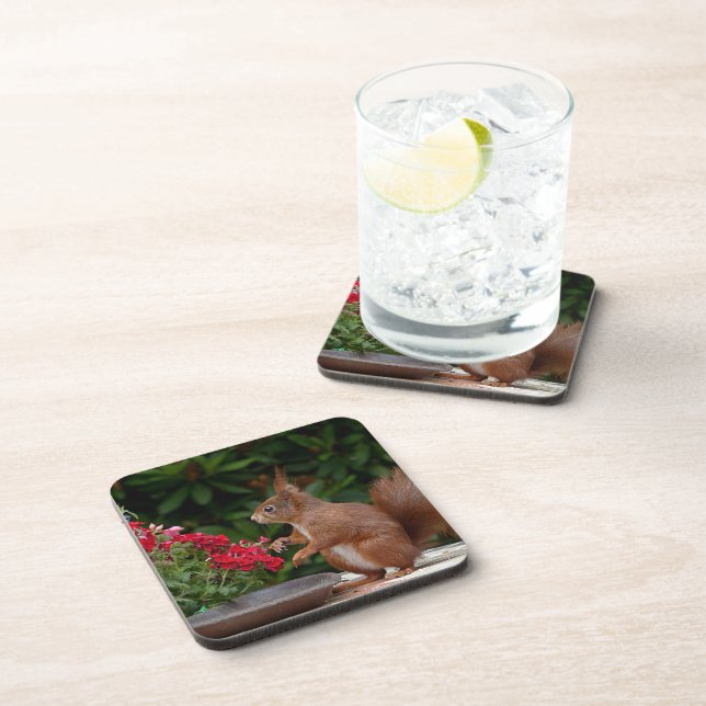 Red and White Squirrel with Red Flower Bush Beverage Coaster (Right Side)