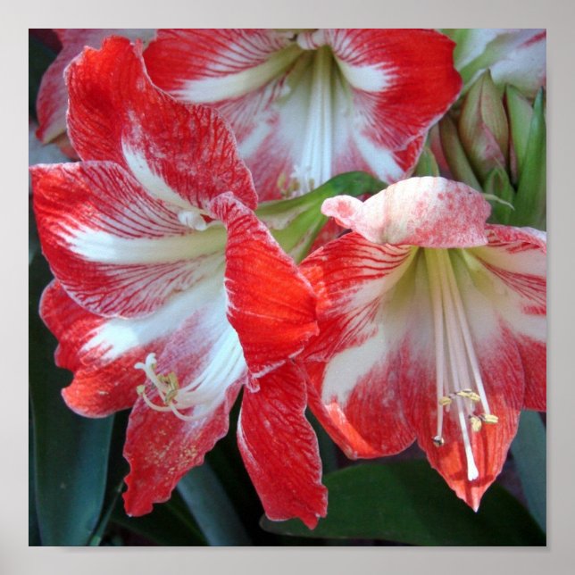 Red and White Stripe Amaryllis poster (Front)